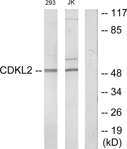 Antibodie to-CDKL2 