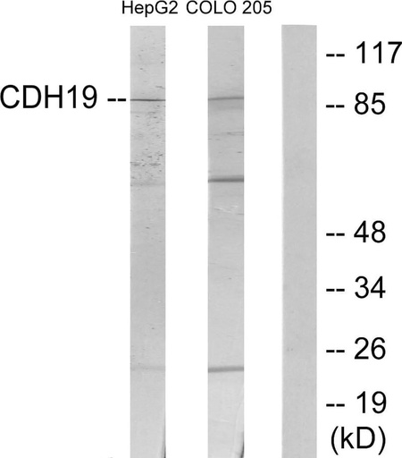 Antibodie to-CDH19 