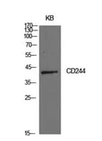 Antibodie to-CD244 