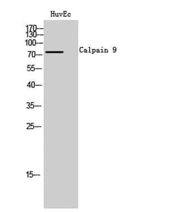Antibodie to-CAPN9 