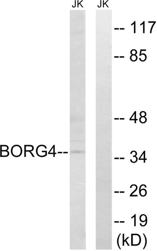 Antibodie to-BORG4 