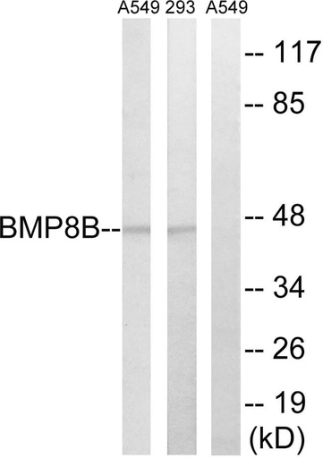 Antibodie to-BMP8B 