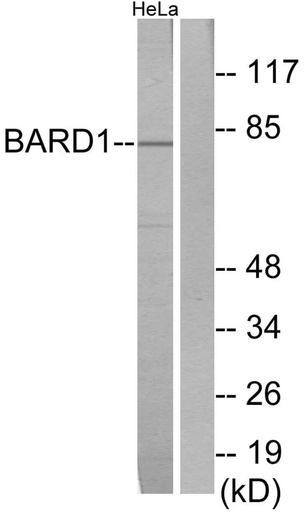 Antibodie to-BARD1 