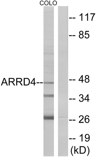 Antibodie to-ARRD4 