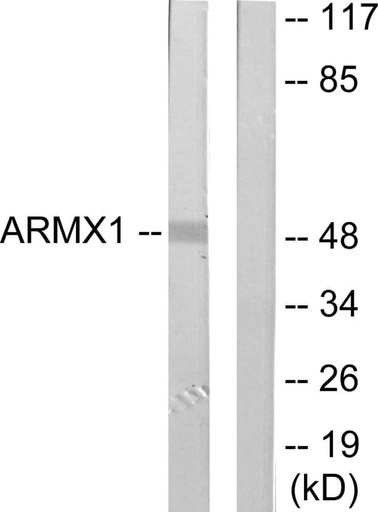 Antibodie to-ARMX1 
