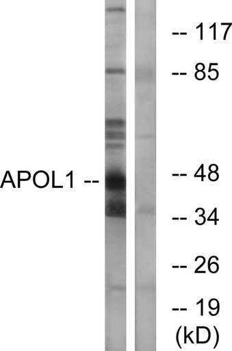 Antibodie to-APOL1 
