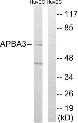 Antibodie to-APBA3 