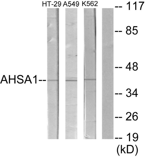 Antibodie to-AHSA1 