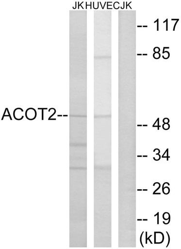 Antibodie to-ACOT2 