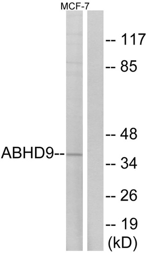 Antibodie to-ABHD9 