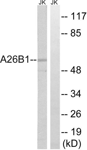 Antibodie to-A26B1 