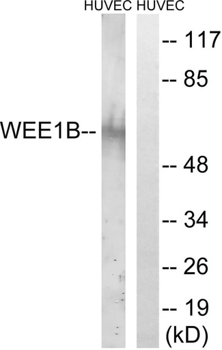 Antibodie to-WEE2 