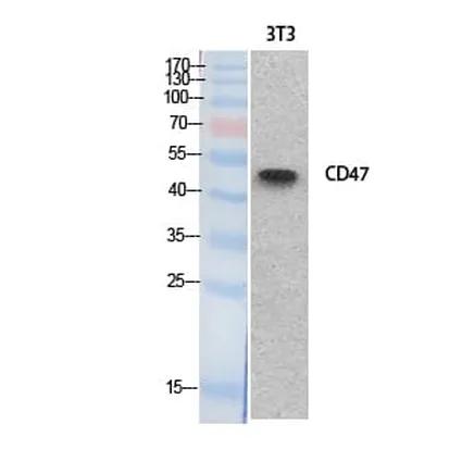 Antibodie to-CD47 