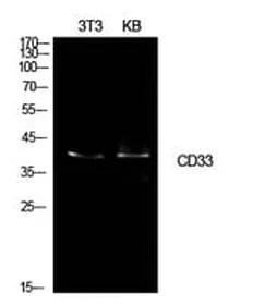 Antibodie to-CD33 