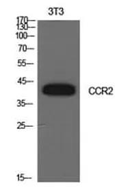 Antibodie to-CCR2 