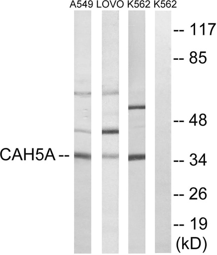 Antibodie to-CA5A 