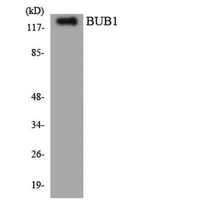 Antibodie to-BUB1 