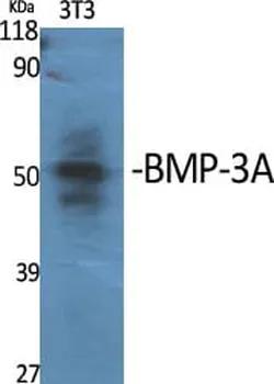 Antibodie to-BMP3 