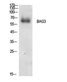 Antibodie to-BAG3 