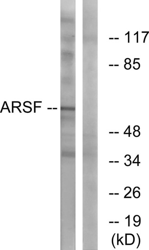 Antibodie to-ARSF 