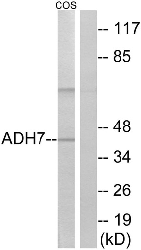 Antibodie to-ADH7 