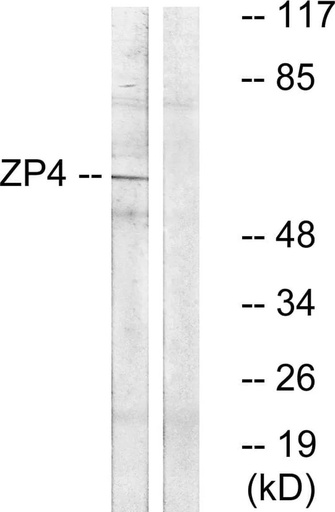 Antibodie to-ZP4 