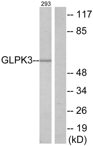 Antibodie to-GK3 