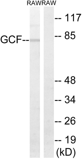 Antibodie to-GCF 