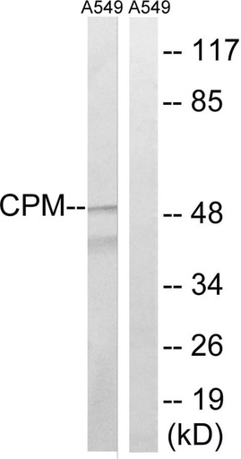 Antibodie to-CPM 