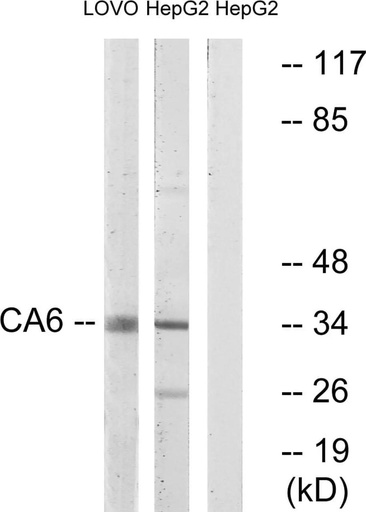 Antibodie to-CA6 