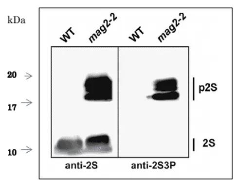 Antibodie to-2S3 Albumin precursor 