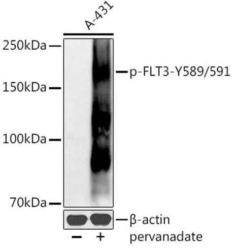 Antibodie to-FLT3 (phospho Y589 + Y591) 