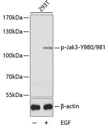 Antibodie to-JAK3 (phospho Y980 + Y981) 