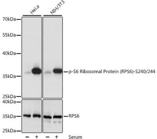 Antibodie to-RPS6 (phospho S240 + S244) 