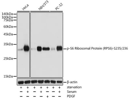 Antibodie to-RPS6 (phospho S235 + S236) 