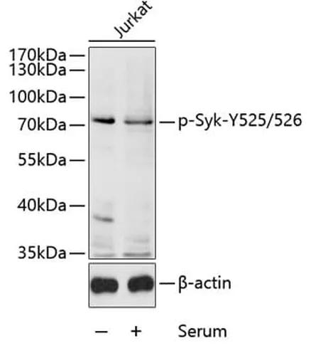 Antibodie to-Syk (phospho Y525 + Y526) 