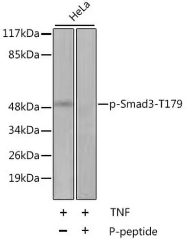 Antibodie to-SMAD3 (phospho T179) 