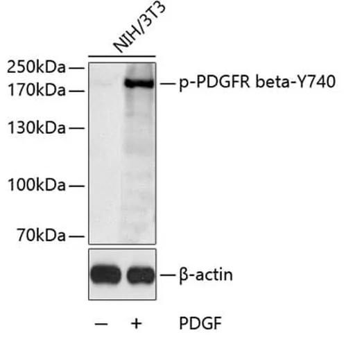 Antibodie to-PDGFRb (phospho Y740) 