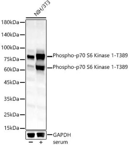 Antibodie to-P70S6K1 (phospho T389) 