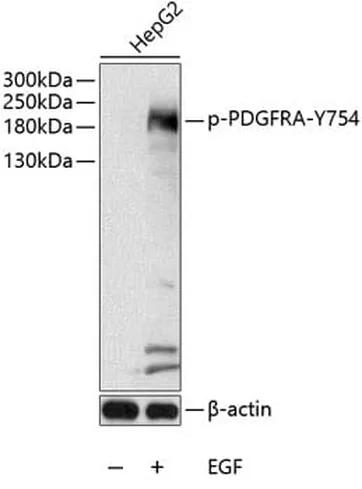 Antibodie to-PDGFRA (phospho Y754) 