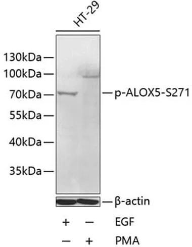 Antibodie to-ALOX5 (phospho S271) 