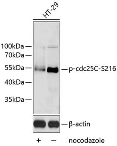 Antibodie to-CDC25C (phospho S216) 