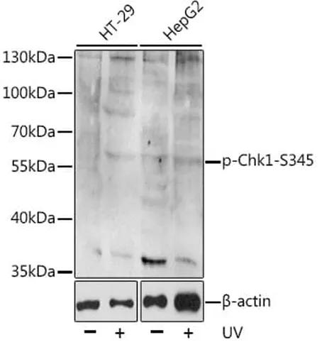 Antibodie to-CHEK1 (phospho S345) 