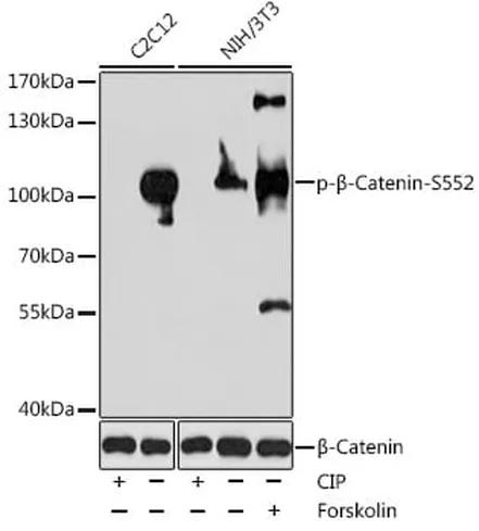 Antibodie to-CTNNB1 (phospho S552) 