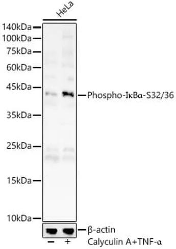 Antibodie to-IBa (phospho S32 + S36) 