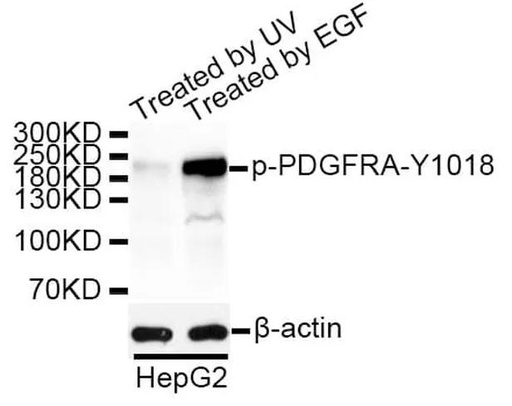 Antibodie to-PDGFRA (phospho Y1018) 