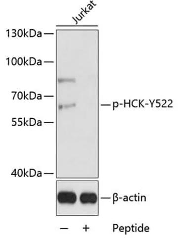Antibodie to-HCK (phospho Y522) 