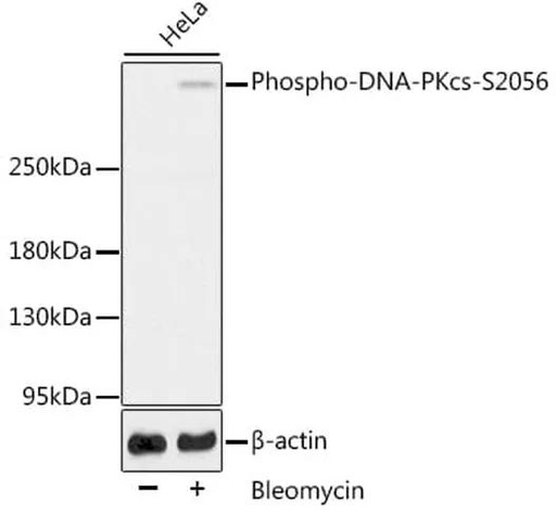 Antibodie to-PRKDC (phospho S2056) 