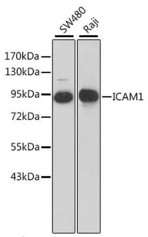 Antibodie to-ICAM1  [Assigned #A0307]