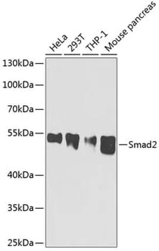Antibodie to-Smad2  [Assigned #A0441]